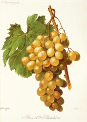 Uva Moscatel de Alejandría por A. Kreyder