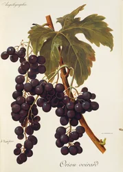 Uva Oriou Voirard de A. Kreyder