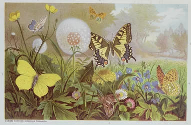 Mariposas, ilustración de un libro de historia natural húngaro, c.1900