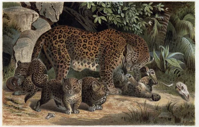 Panthere y su cría - Panthera, de "La vida de los animales de Brehm" (grabado)