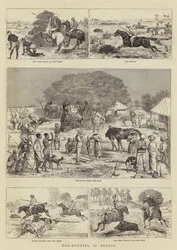 Caza de jabalíes en Bengala