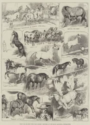 Qué se puede hacer con caballos salvajes, bocetos en el Royal Aquarium, Westminster