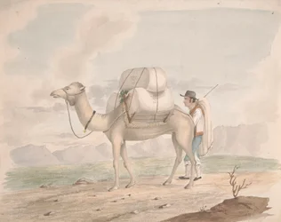 Camello cargado