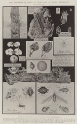La exposición de plagas a la vida vegetal en South Kensington