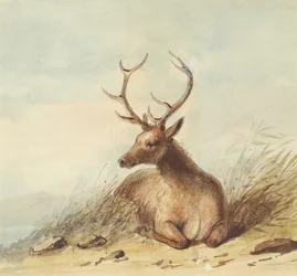 Elk, Rocky Mountains, c.1837 (lápiz, pluma y tinta y acuarela sobre papel)