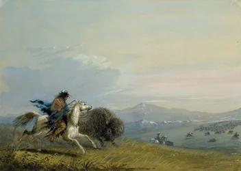 Búfalo corriendo de los pawnee