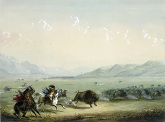 Búfalo corriendo