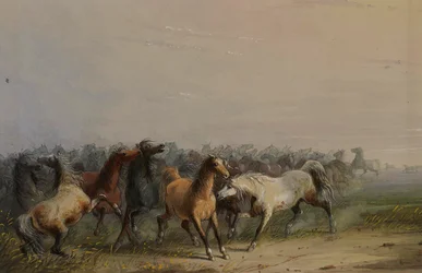 Caballos salvajes