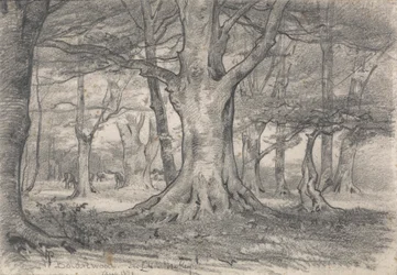 Un paisaje forestal cerca de Boldrewood