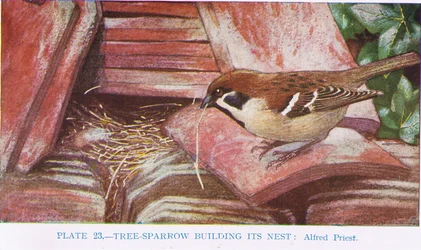 Gorrión construyendo su nido, ilustración de Aves Británicas de Kirkman y Jourdain, 1966