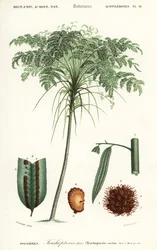 Treefern, Cyathea species.,1849 (grabado)