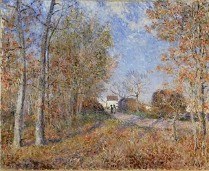 Carretera en la linde del bosque