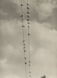 Aves