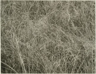 Hierba, 1933