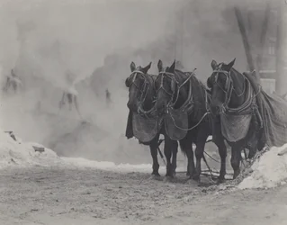 Caballos, Nueva York
