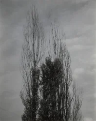 Álamos — Lago George