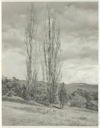 Álamos—Lago George