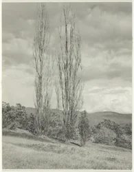 Álamos Lago George