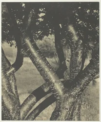 Los árboles danzantes, 1922