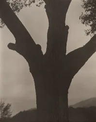 El castaño moribundo