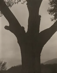 El Castaño Moribundo, 1919