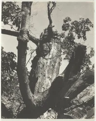 El viejo arce—Lago George