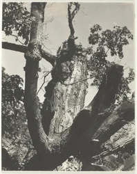 El viejo arce - Lago George, 1926