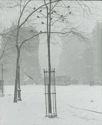Árbol en la nieve, Ciudad de Nueva York, 1900-02