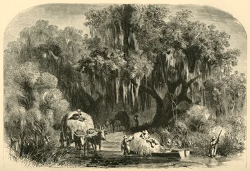 Los recolectores de musgo, 1872