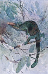 Camaleón africano, ilustración de 