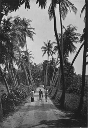 Un camino a través de campos de arroz, c1890, 1910