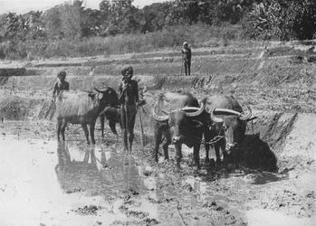 Búfalos arando campos de arroz, c1890, 1910
