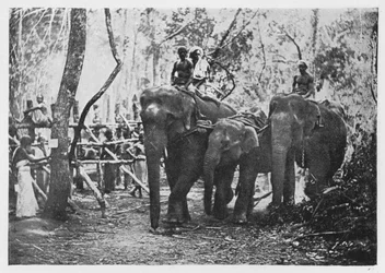 Captura de elefantes en Ceilán - Ya no libres, c1890, 1910