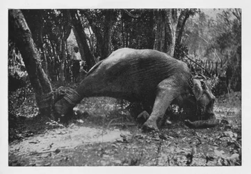 Captura de elefantes en Ceilán - Atados, c1890, 1910