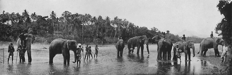 Kandy. Elefantes Sagrados del Templo Bañándose, c1890, 1910