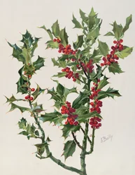 Acebo, ilustración de Encyclopédie Artistique et Documentaire de la Plante, publicada en París, 1904-08