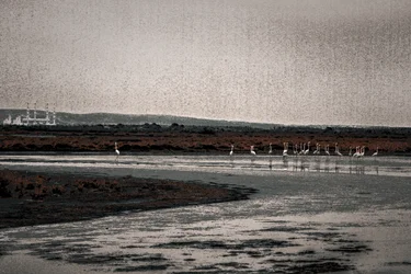 Congregación, de la serie Flamencos de Camarga, 2017 (fotografía repintada a mano).