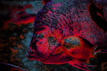 Fingerling, 2018 (fotografía pintada a mano)