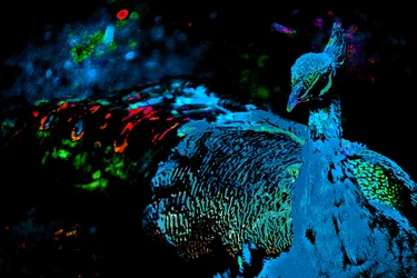 El pavo real de la princesa, 2012