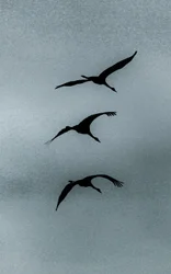 Triad, de la serie Over Hula, 2016 (fotografía).
