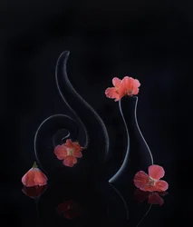 Flores coral sobre negro