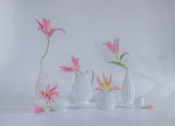 Delicados lirios rosas