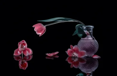 Elegantes tulipanes rosas