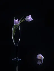 Elegantes tulipanes morados