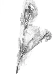 Delikado boceto botánico