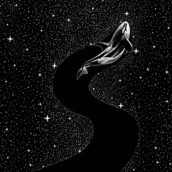 Orca a través de las estrellas