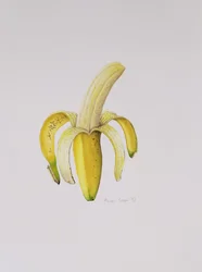 Un Plátano Medio Pelado, 1997