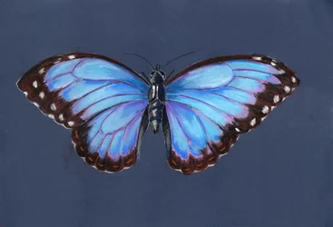 Mariposa morfo azul, 2019 (pastel)