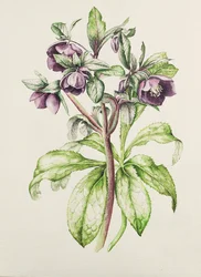 Helleborus Orientalis de Helen Ballard (flores púrpuras oscuras)