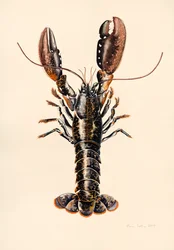 Langosta de Solva, 2014